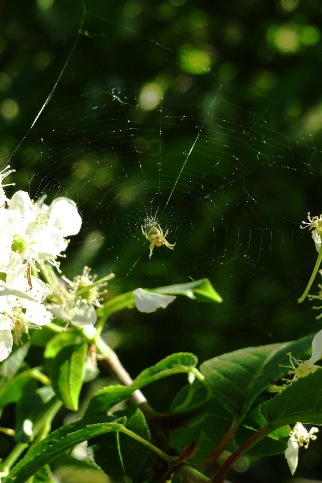 Обои весна, паутина, черемуха, spring, web, cherry разрешение 2160x1620 Загрузить