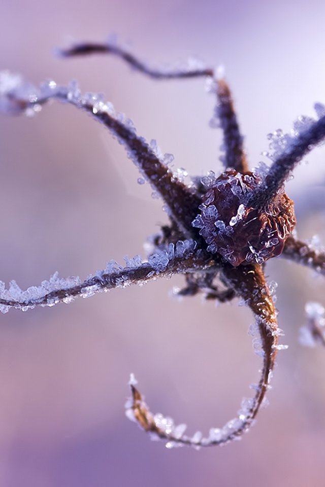 Обои цветы, макро, иней, сухие, cvety, makro, inej, flowers, macro, frost, dry разрешение 1920x1200 Загрузить