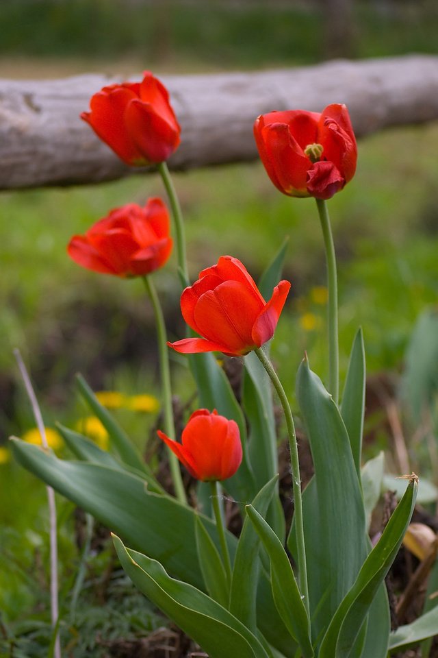 Обои забор, весна, тюльпаны, the fence, spring, tulips разрешение 3872x2592 Загрузить