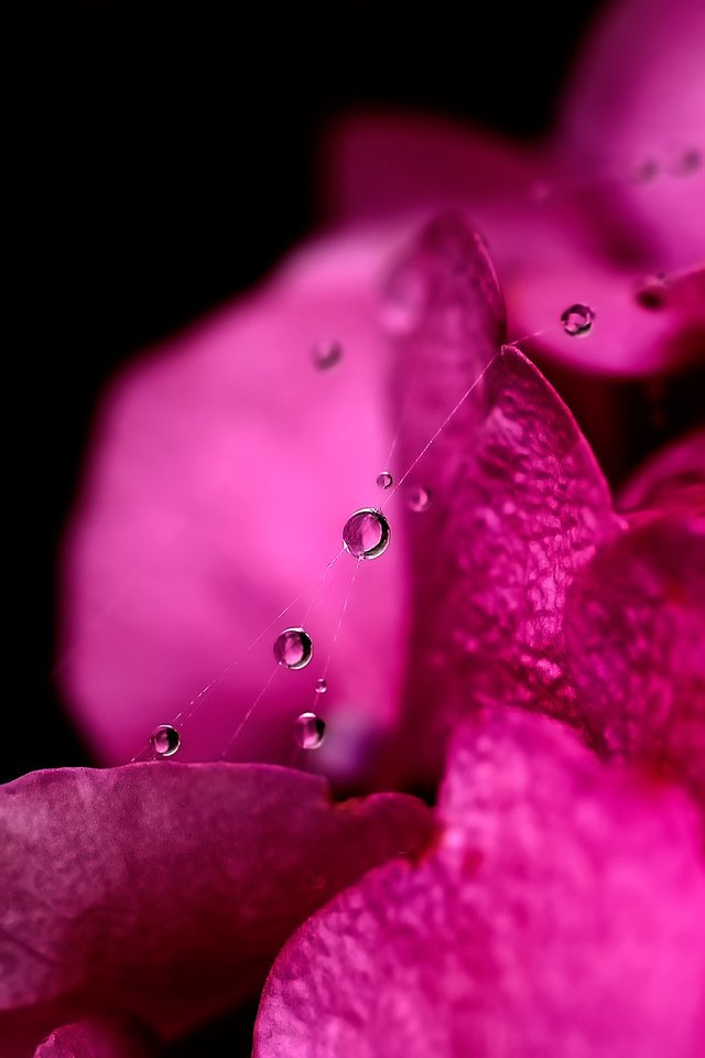 Обои вода, макро, капли, лепестки, паутинка, water, macro, drops, petals, gossamer разрешение 1920x1440 Загрузить