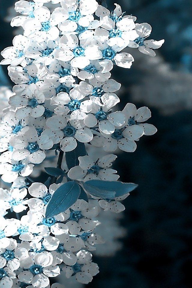 Обои ветка, цветок, белый, голубой, весна, cvety, belye, vetka, branch, flower, white, blue, spring разрешение 1920x1200 Загрузить