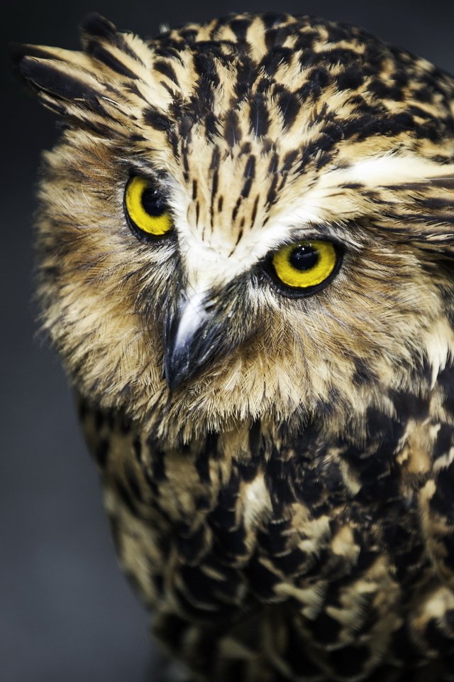 Обои сова, взгляд, хищник, птица, черный фон, перья, owl, look, predator, bird, black background, feathers разрешение 2560x1600 Загрузить