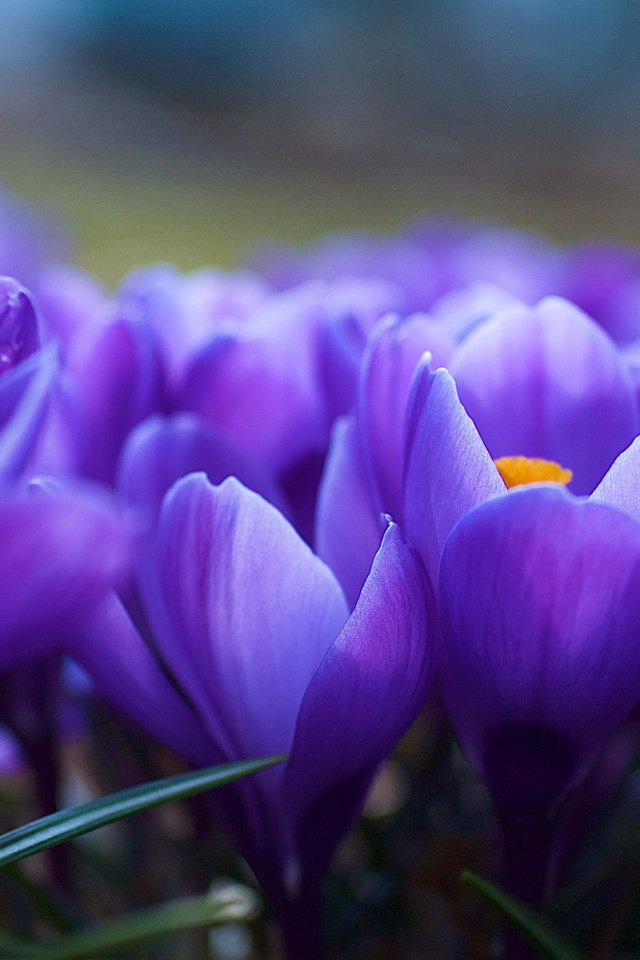 Обои цветы, весна, фиолетовые, крокусы, cvety, krokusy, mnogo, flowers, spring, purple, crocuses, much разрешение 2560x1700 Загрузить