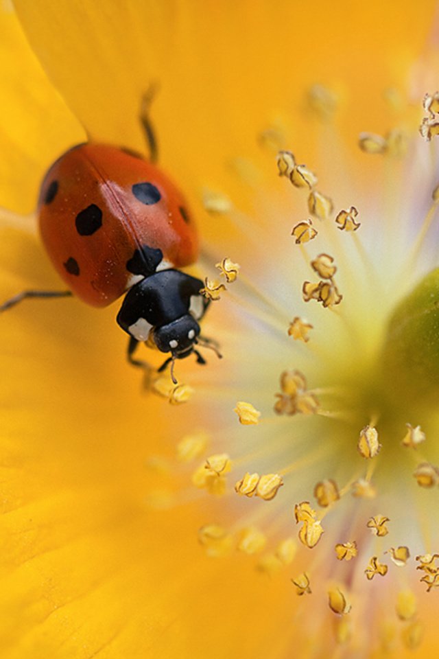 Обои красивый цветок, божья коровка для рабочего стола, beautiful flower, ladybug for your desktop разрешение 2560x1600 Загрузить