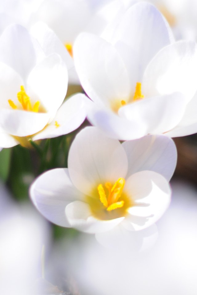Обои цветы, макро, белый, весна, первоцвет, крокусы, flowers, macro, white, spring, primrose, crocuses разрешение 2560x1600 Загрузить