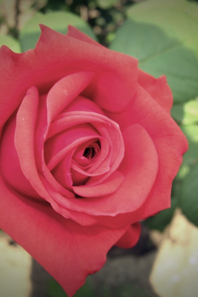 Обои cvetok, listya, roza разрешение 3648x2736 Загрузить