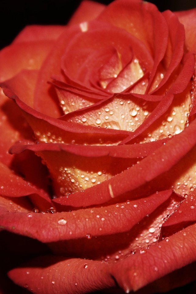 Обои цветок, капли, роза, букет, flower, drops, rose, bouquet разрешение 4272x2848 Загрузить