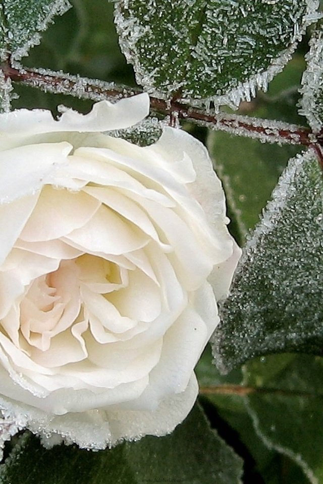 Обои цветок, роза, белая, roza, inej, belaya, flower, rose, white разрешение 1920x1200 Загрузить