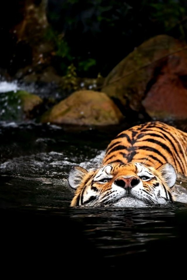 Обои тигр, вода, tiger, water разрешение 2000x1369 Загрузить