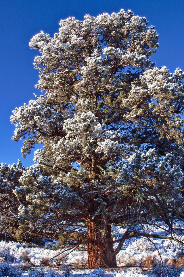 Обои небо, снег, дерево, зима, иней, день, синее, морозный, the sky, snow, tree, winter, frost, day, blue, frosty разрешение 2560x1600 Загрузить