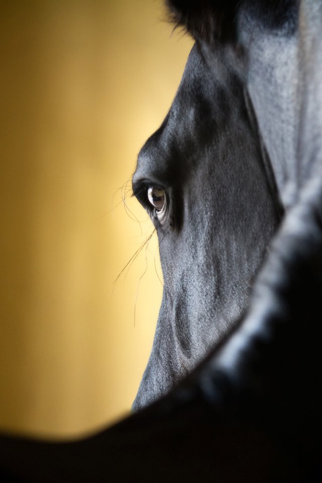 Обои лошадь, крупный план, horse, close-up разрешение 2560x1600 Загрузить