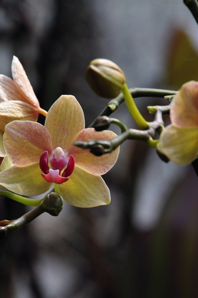 Обои фото, цветок, орхидея, cvetok, foto, orxideya, photo, flower, orchid разрешение 1920x1200 Загрузить