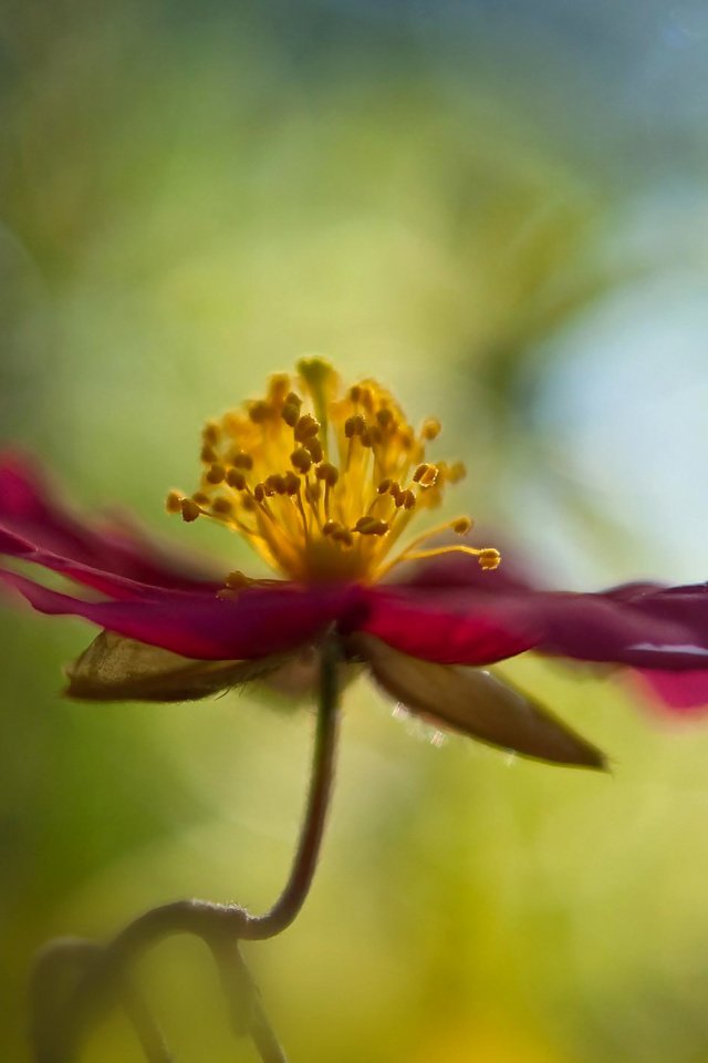 Обои макро, цветок, лепестки, стебель, боке, cvetok, makro, boke, macro, flower, petals, stem, bokeh разрешение 1920x1200 Загрузить