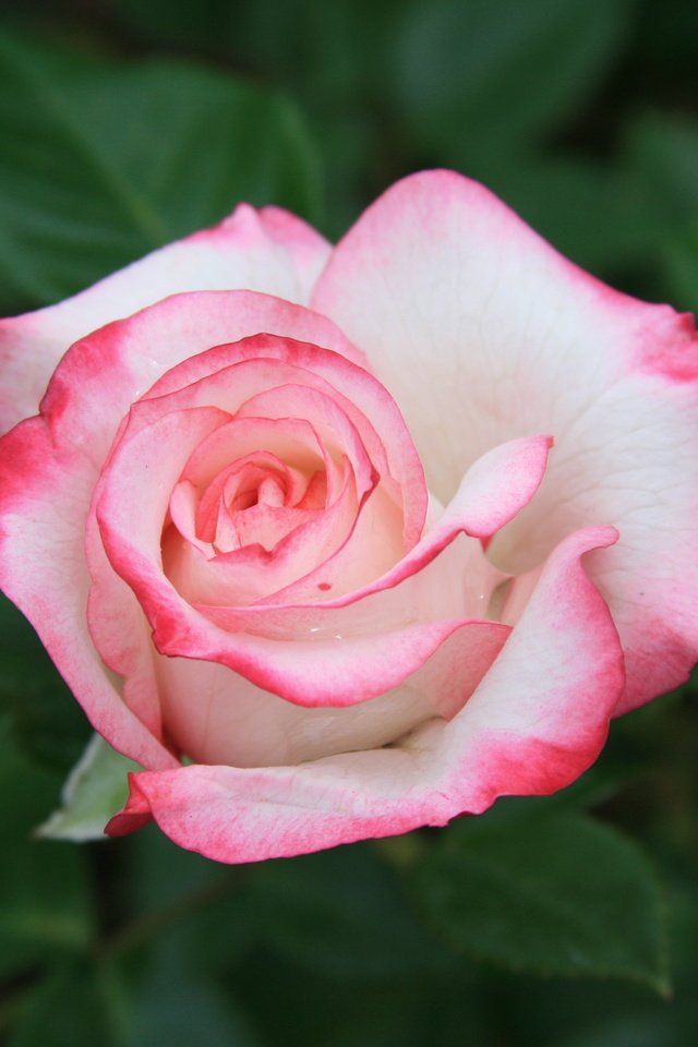 Обои cvety, krasota, rozovye, rozy, priroda, utro разрешение 3888x2592 Загрузить