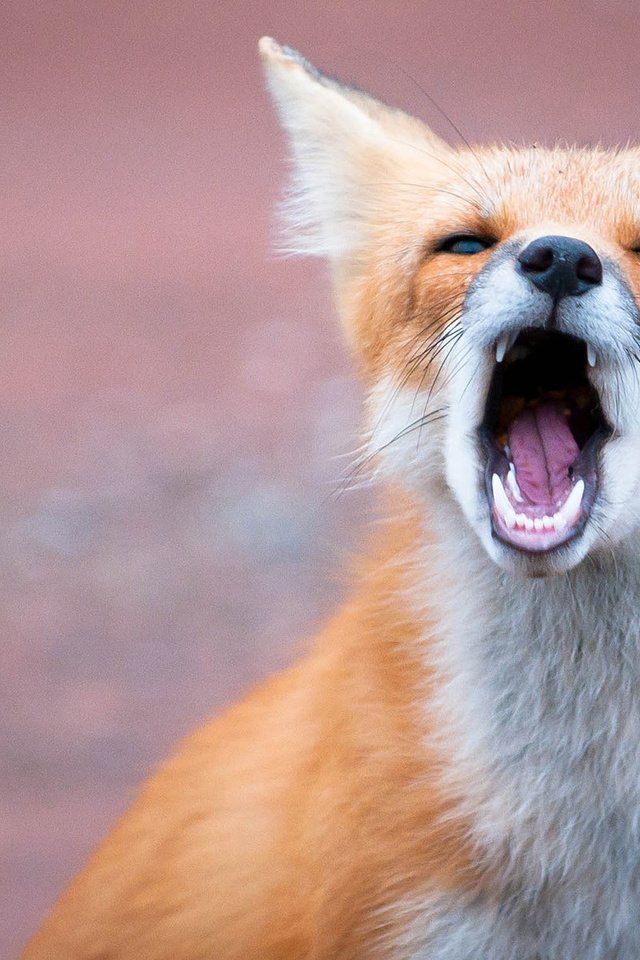 Обои морда, природа, фон, лиса, лисица, зубы, язык, пасть, face, nature, background, fox, teeth, language, mouth разрешение 1920x1200 Загрузить