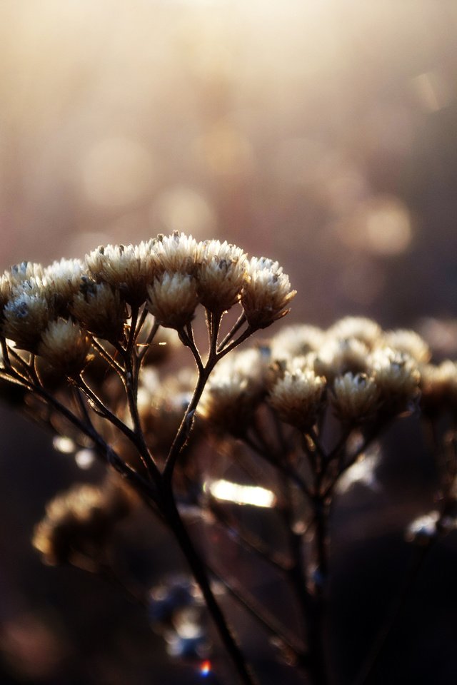 Обои макро, блики, растение, травинки, сухоцвет, венчик, пучки, macro, glare, plant, grass, the dried flowers, whisk разрешение 2560x1600 Загрузить