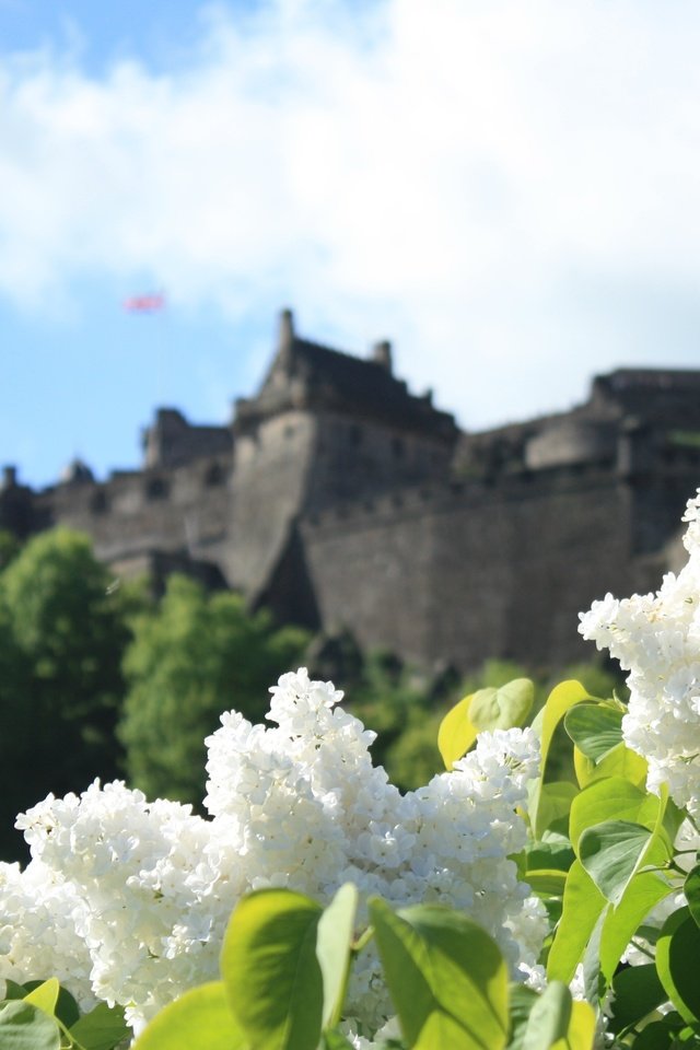 Обои цветы, замок, весна, белая, сирень, боке, сирена, cvety, zamok, flowers, castle, spring, white, lilac, bokeh, siren разрешение 3000x2000 Загрузить