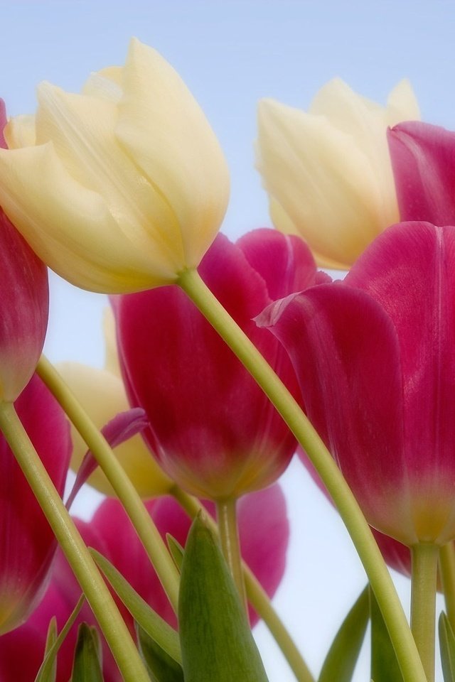 Обои cvety, belye, tyulpany, rozovye, stebel разрешение 1920x1440 Загрузить