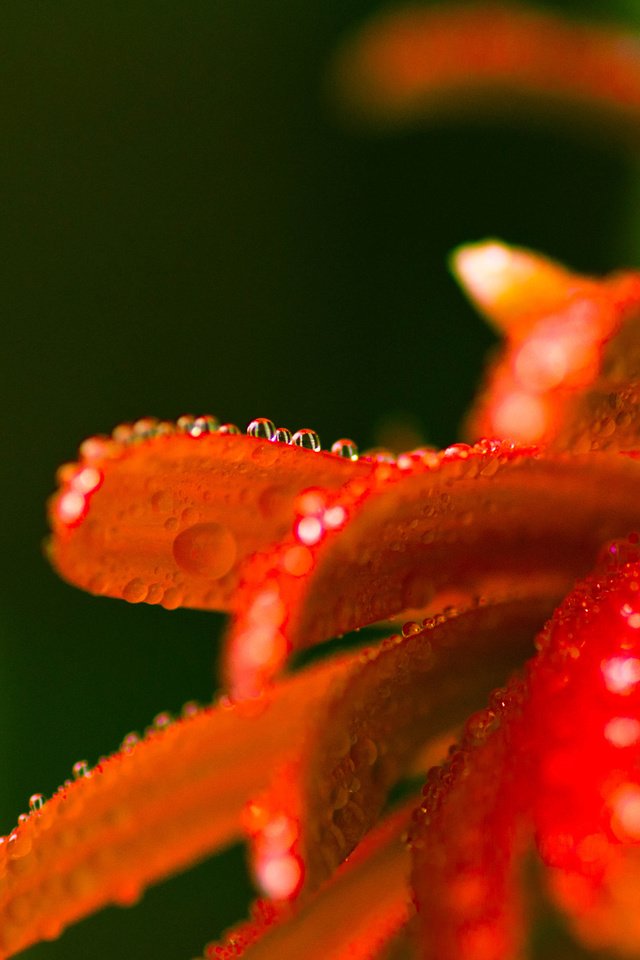 Обои макро, цветок, роса, капли, лепестки, гербера, macro, flower, rosa, drops, petals, gerbera разрешение 2560x1700 Загрузить