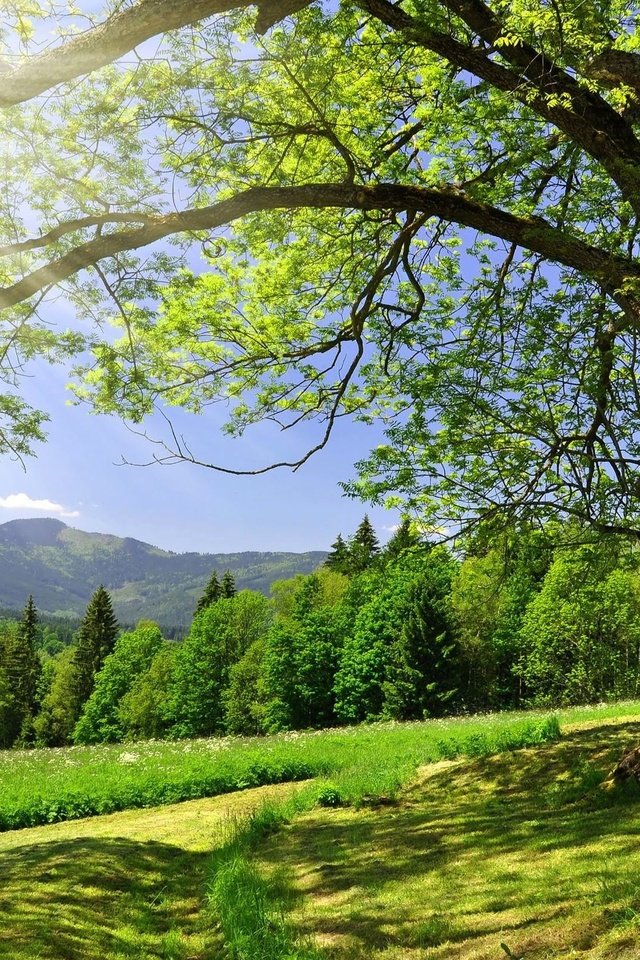 Обои небо, дорога, деревья, солнце, зелень, лес, лето, the sky, road, trees, the sun, greens, forest, summer разрешение 2560x1600 Загрузить