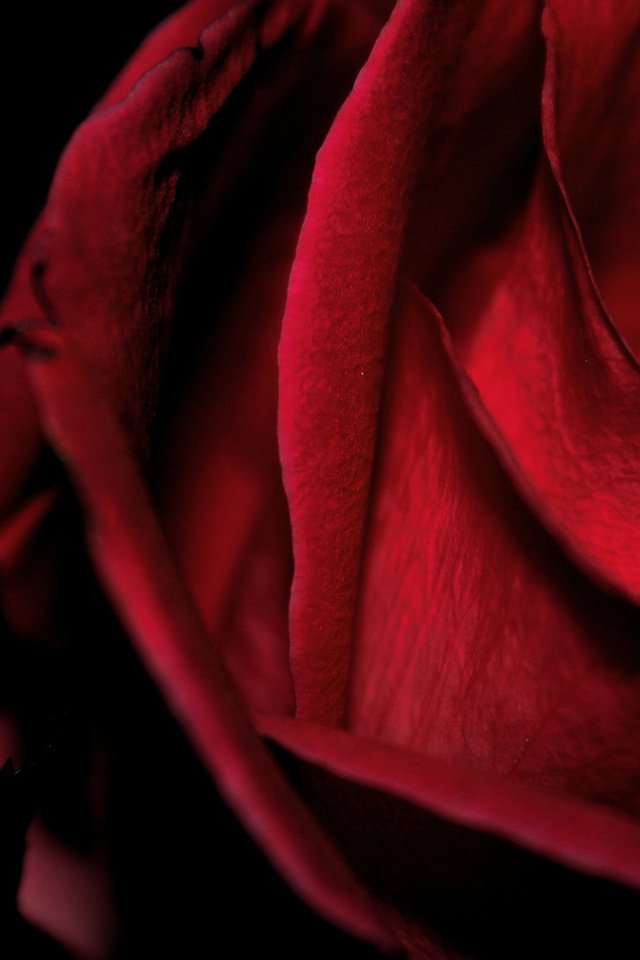 Обои цветок, роза, красная, бархатная, макро черный фон, flower, rose, red, velvet, macro black background разрешение 2560x1600 Загрузить