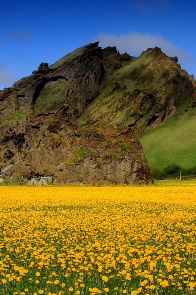 Обои небо, цветы, горы, поле, весна, одуванчики, долина, желтые, the sky, flowers, mountains, field, spring, dandelions, valley, yellow разрешение 2048x1388 Загрузить