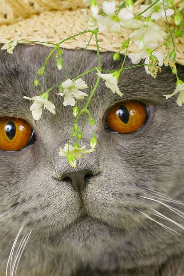 Обои глаза, британец, морда, цветы, кот, кошка, серый, британский, желтые, шляпа, hat, eyes, face, flowers, cat, grey, british, yellow разрешение 2560x1600 Загрузить