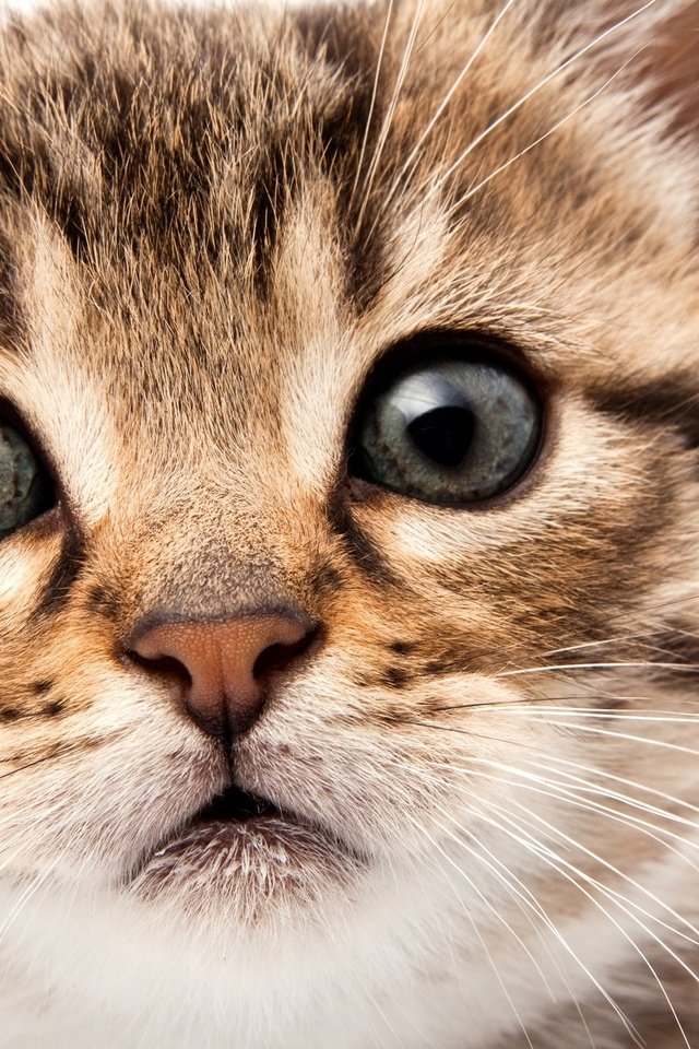 Обои глаза, мордочка, кошка, взгляд, котенок, eyes, muzzle, cat, look, kitty разрешение 2560x1600 Загрузить