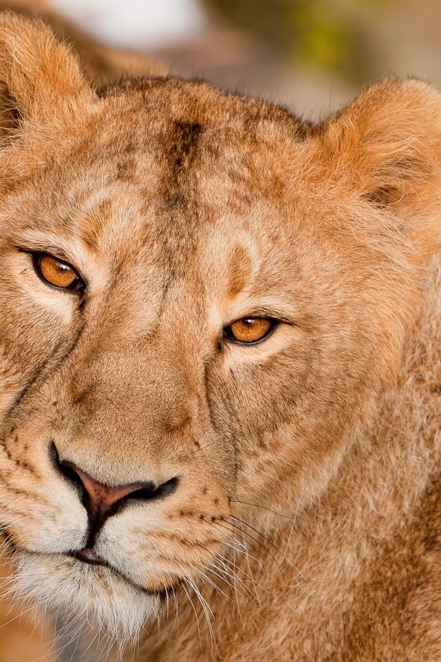 Обои морда, взгляд, хищник, большая кошка, лев, львица, face, look, predator, big cat, leo, lioness разрешение 1920x1200 Загрузить