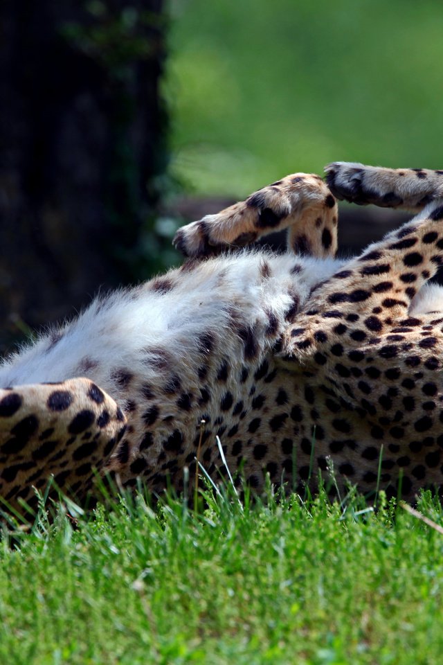 Обои трава, лежит, спит, хищник, гепард, дикая кошка, солнечно, grass, lies, sleeping, predator, cheetah, wild cat, sunny разрешение 2560x1600 Загрузить