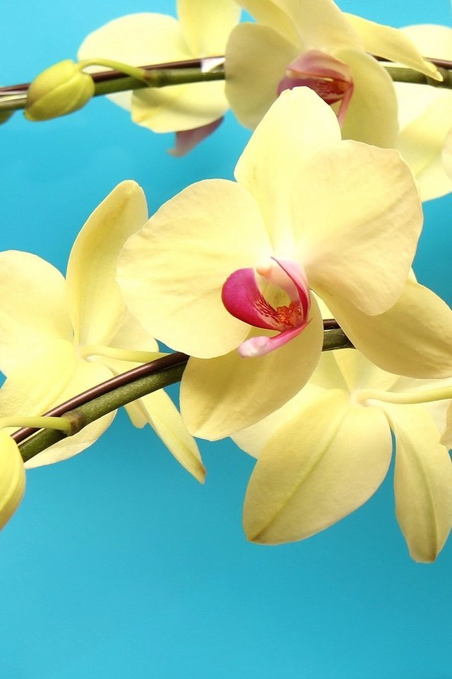 Обои цветы, макро, желтые, экзотика, орхидеи, ветка. орхидеи, flowers, macro, yellow, exotic, orchids, branch. orchids разрешение 2048x1365 Загрузить