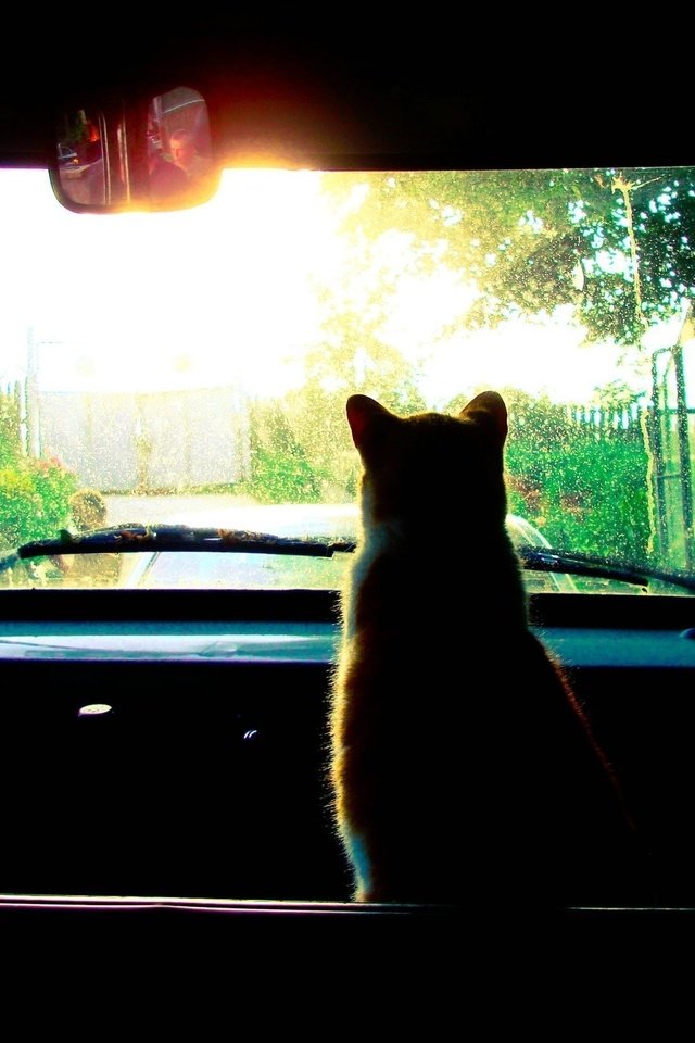 Обои солнце, кошка, в машине, the sun, cat, in the car разрешение 2560x1600 Загрузить