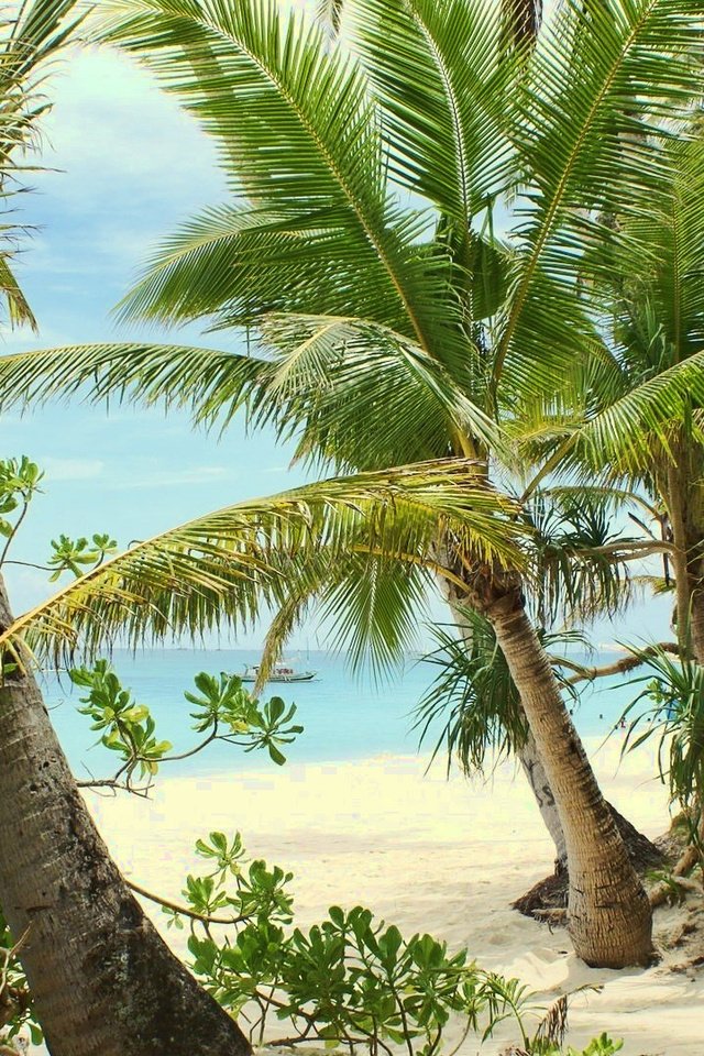 Обои песок, пляж, пальмы, тропики, sand, beach, palm trees, tropics разрешение 1920x1080 Загрузить
