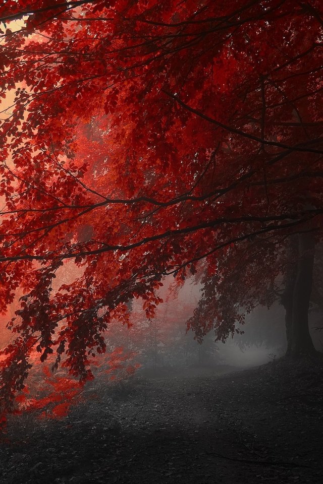 Обои деревья, туман, осень, тропинка, фотография янека седлара, (janek sedlar), trees, fog, autumn, path, picture of janek sedlar разрешение 2560x1600 Загрузить