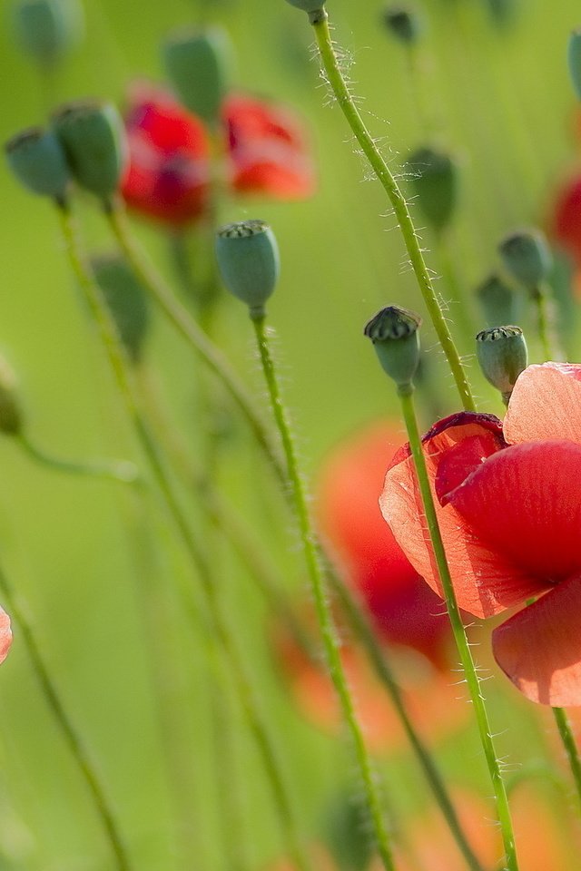 Обои цветы, природа, поле, лето, красные, маки, flowers, nature, field, summer, red, maki разрешение 1920x1280 Загрузить