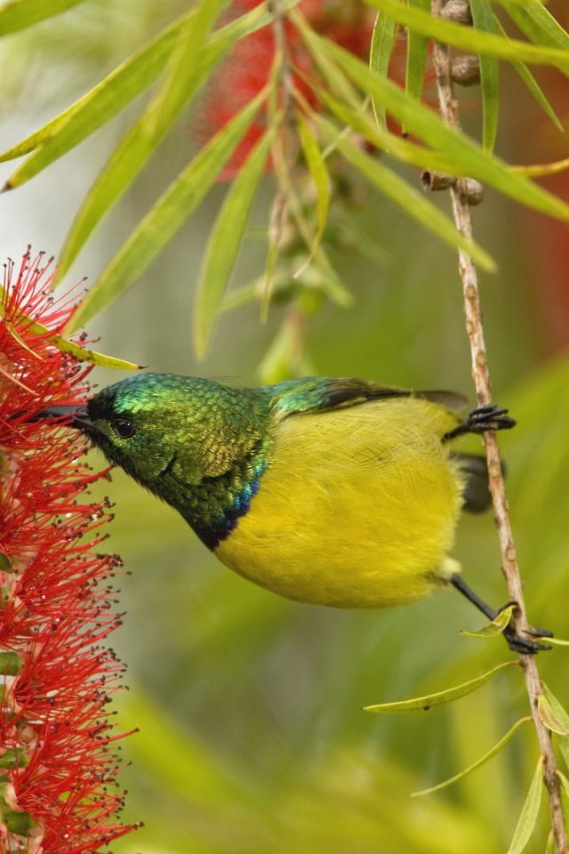 Обои ветка, природа, цветок, африка, птица, оперение, нектарница, branch, nature, flower, africa, bird, tail, the sunbird разрешение 1920x1080 Загрузить