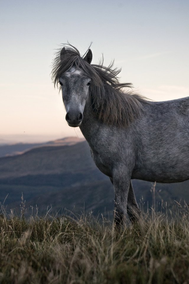Обои лошадь, природа, конь, грива, horse, nature, mane разрешение 3000x2000 Загрузить