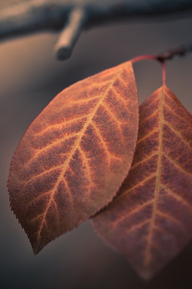 Обои ветка, листья, макро, листва, осень, branch, leaves, macro, foliage, autumn разрешение 1920x1200 Загрузить