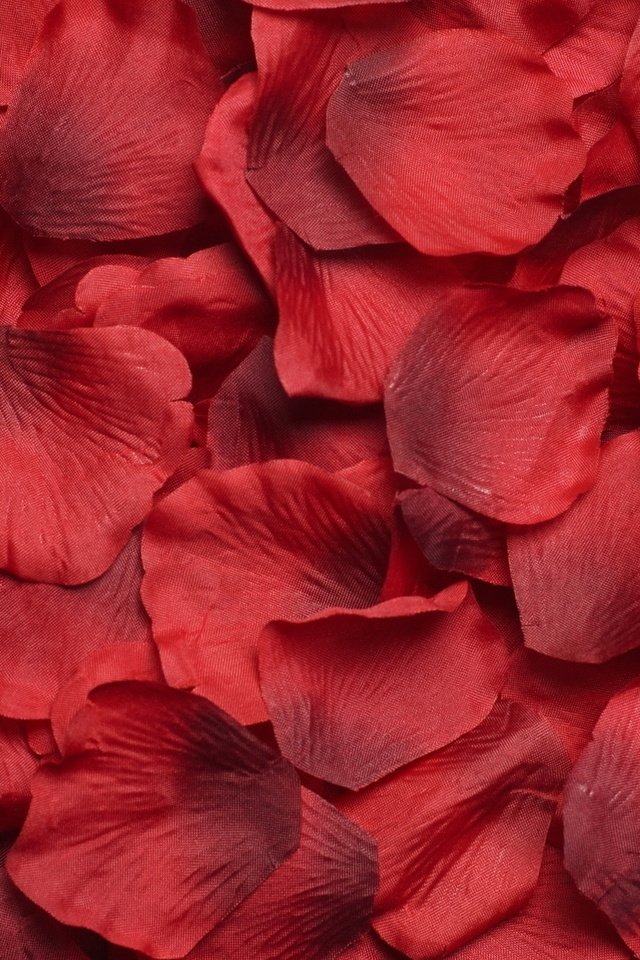 Обои цветы, текстура, лепестки, красные, много, flowers, texture, petals, red, a lot разрешение 1920x1200 Загрузить