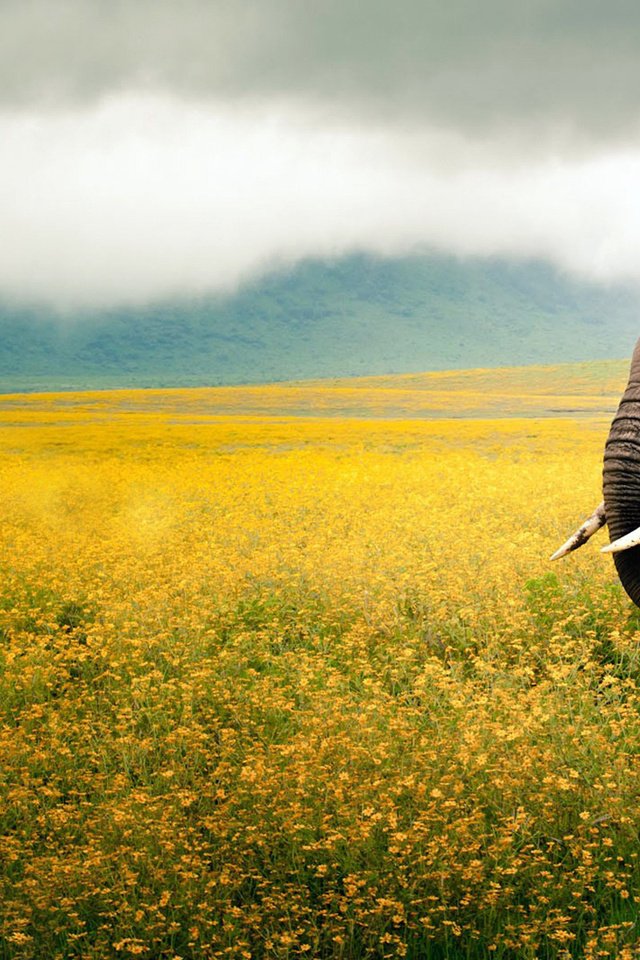 Обои небо, цветы, животные, поле, слон, уши, желтые, хобот, the sky, flowers, animals, field, elephant, ears, yellow, trunk разрешение 1920x1200 Загрузить