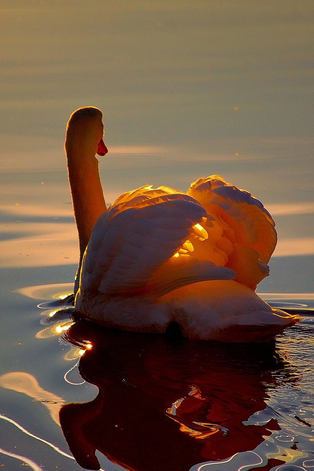 Обои свет, озеро, отражение, белый, птица, лебедь, light, lake, reflection, white, bird, swan разрешение 2560x1600 Загрузить