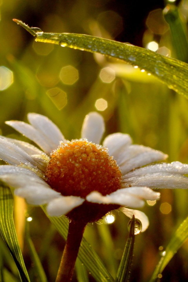 Обои трава, макро, цветок, роса, капли, ромашка, grass, macro, flower, rosa, drops, daisy разрешение 1920x1200 Загрузить