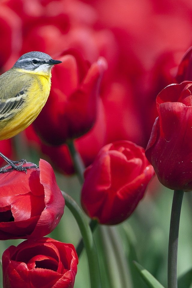 Обои птица, весна, тюльпаны, синица, синичка цветы, bird, spring, tulips, tit, titmouse flowers разрешение 1920x1080 Загрузить