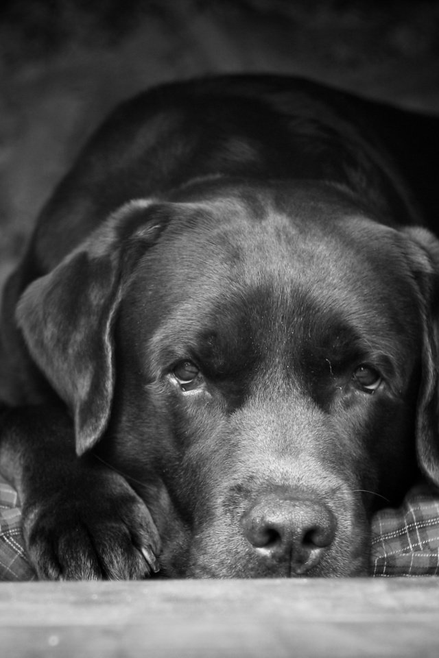 Обои взгляд, чёрно-белое, собака, друг, лабрадор, look, black and white, dog, each, labrador разрешение 2560x1600 Загрузить