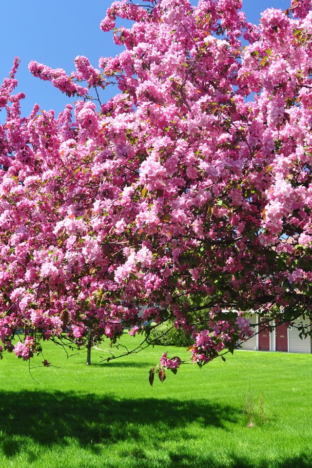 Обои небо, дерево, зелёный, сад, весна, цветущие, газон, the sky, tree, green, garden, spring, blooming, lawn разрешение 3216x2136 Загрузить
