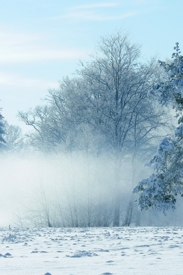 Обои небо, деревья, снег, природа, зима, the sky, trees, snow, nature, winter разрешение 2560x1600 Загрузить