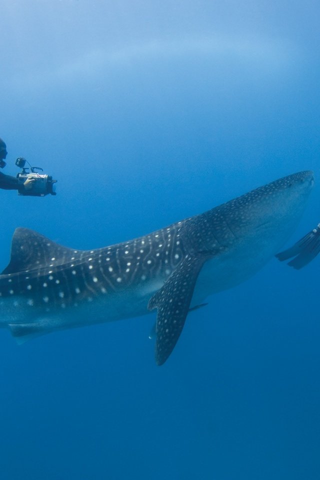 Обои тропики, мальдивы, дайвинг, tropics, the maldives, diving разрешение 1927x1280 Загрузить