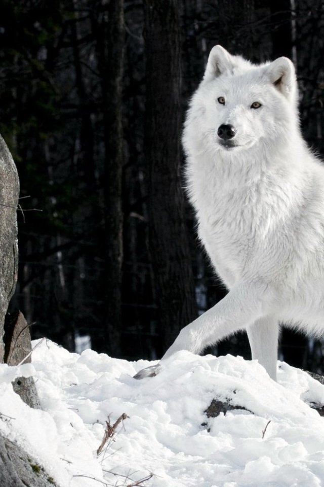 Обои снег, камни, зима, шерсть, белый, хищник, волк, snow, stones, winter, wool, white, predator, wolf разрешение 1920x1080 Загрузить