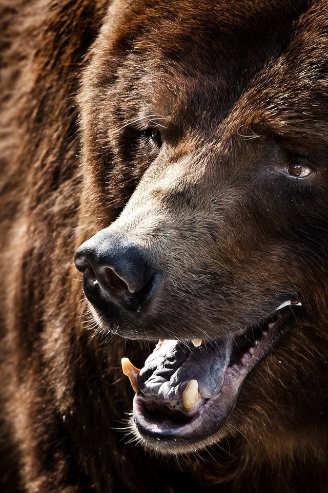 Обои морда, улыбка, медведь, клыки, зверь, гризли, face, smile, bear, fangs, beast, grizzly разрешение 1920x1200 Загрузить