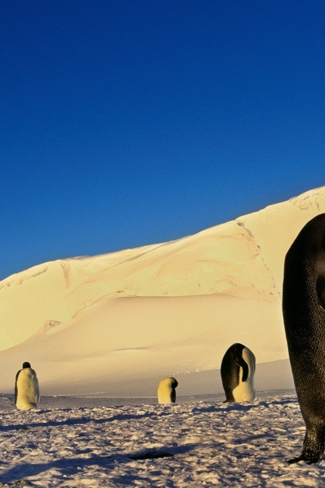 Обои снег, птицы, льдины, пингвины, антарктика, snow, birds, ice, penguins, antarctica разрешение 1920x1200 Загрузить